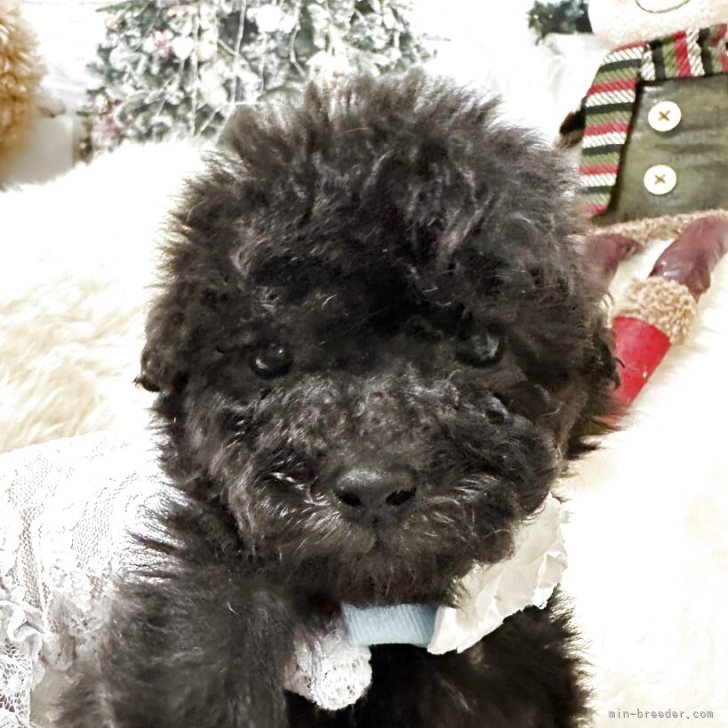 ブリーダー画像