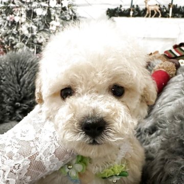 トイプードル(タイニー)【広島県・男の子・2025年10月14日・クリーム】の写真「ふわふわの優しい毛色」