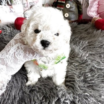 タイニープードル【広島県・男の子・2025年10月21日・ホワイト】の写真「コンパクトな可愛いボーイ(✿︎´ ꒳ ` )♡︎」