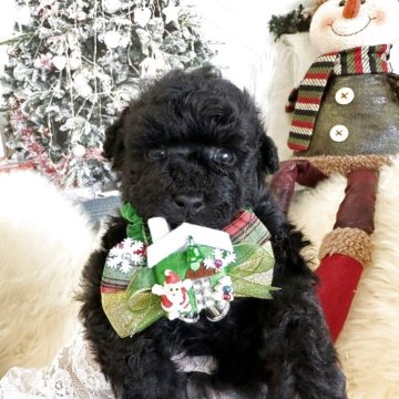 タイニープードル【広島県・男の子・2025年10月10日・シルバー】の写真「タイニーサイズ毛量ありトイプードル専門」