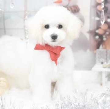 トイプードル(ティーカップ)【広島県・男の子・2024年8月3日・ホワイト】の写真「ティーカップ綺麗なアイスホワイト」