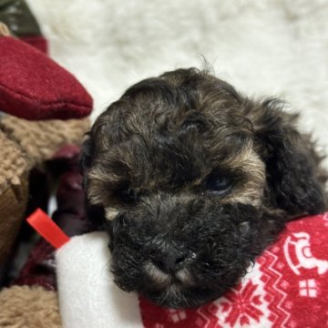 トイプードル(タイニー)【広島県・女の子・2024年10月9日・ブラックタン】の写真「レアカラー！！パンダ顔(✿︎´ ꒳ ` )」