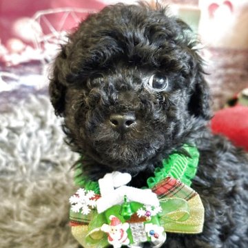 タイニープードル【広島県・男の子・2025年10月10日・シルバー】の写真「タイニーサイズ毛量ありトイプードル専門」