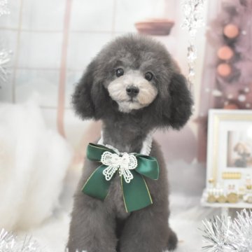 トイプードル(タイニー)【広島県・男の子・2024年8月11日・シルバー】の写真「ティーカップに近いタイニーサイズ」