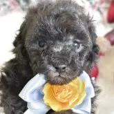 タイニープードル【広島県・男の子・2025年10月10日・シルバー】の写真1「兄弟の中で1番小さな子です」