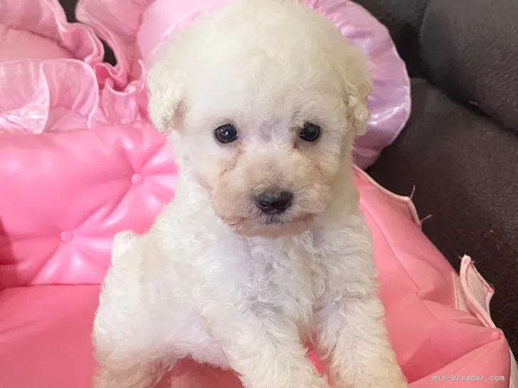 ID：2108-03932の子犬