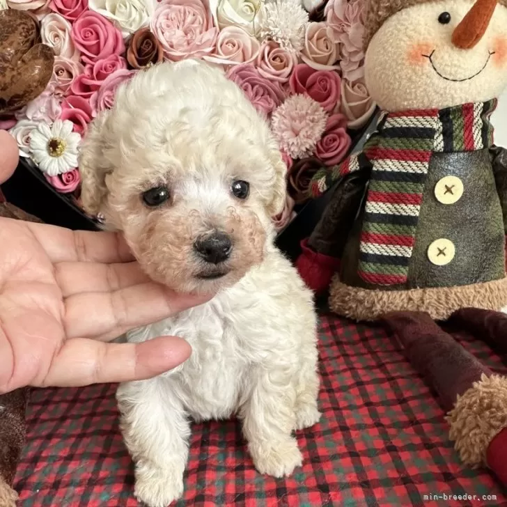 ID：2312-01137の子犬
