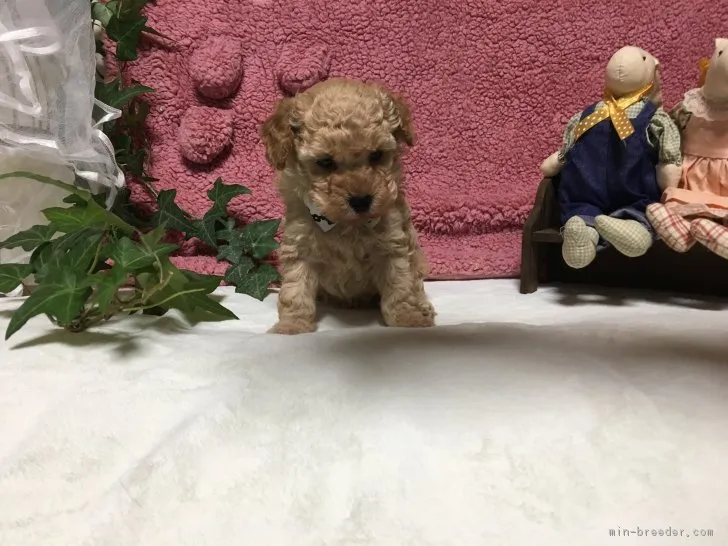 くうちゃんママ 様のお迎えした子犬