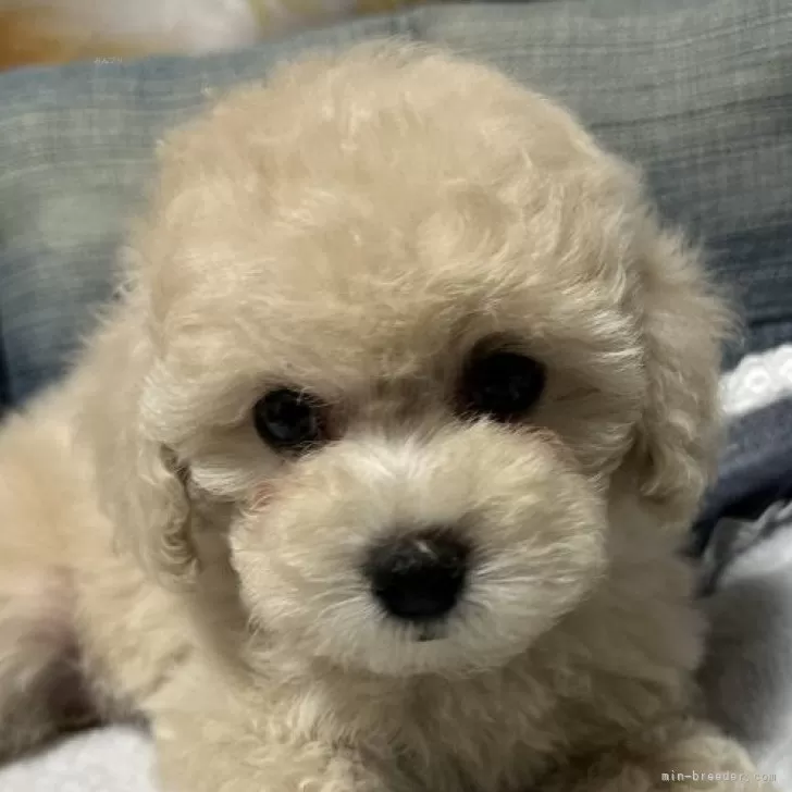 ID：2408-05733の子犬