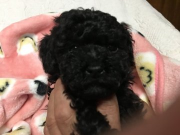 トイプードル(タイニー)【広島県・男の子・2017年3月16日・ブラック】の写真「おっとりとしてるけどツンデレ男子」