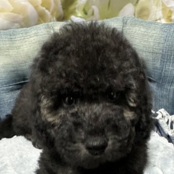 トイプードル(トイ)【広島県・男の子・2024年6月23日・グレー】の写真「体のラインの綺麗な甘えん坊の僕」