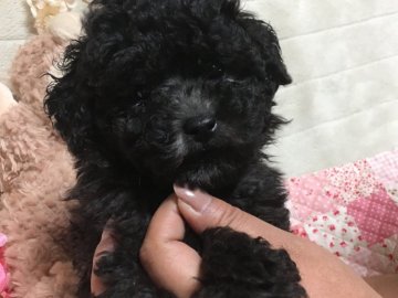 トイプードル(タイニー)【広島県・男の子・2017年10月2日・シルバー】の写真「毛量タップリモフモフ好きに、ドアーフ好きに」