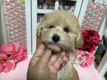 トイプードル(タイニー)【広島県・男の子・2017年10月10日・クリーム】の写真「ポヨンとしたお顔が可愛いボーイだよ」