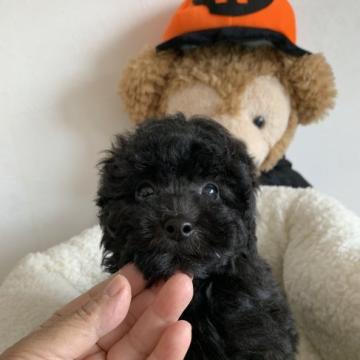 トイプードル(トイ)【広島県・男の子・2022年8月25日・シルバー】の写真「毛量あり、愛嬌ありあり」