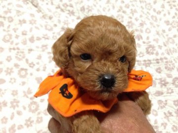 トイプードル(トイ)【広島県・男の子・2015年10月1日・アプリコット】の写真「スタイル抜群綺麗な顔立ちの男の子」