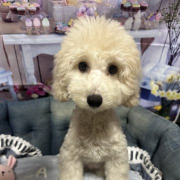 トイプードル(トイ)【広島県・女の子・2024年6月23日・クリーム】の写真「はっきりした顔立ち溢るる様な大きな目」