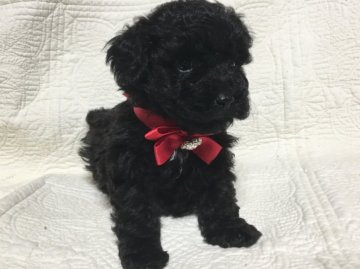 トイプードル(トイ)【広島県・女の子・2016年3月13日・ブラック】の写真「血統優良ママ(シルバー)とパパ(ブラック)」