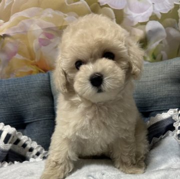 トイプードル(タイニー)【広島県・女の子・2024年6月23日・クリーム】の写真「綺麗なスクエア体型の毛量ありの
可愛いお嬢様」