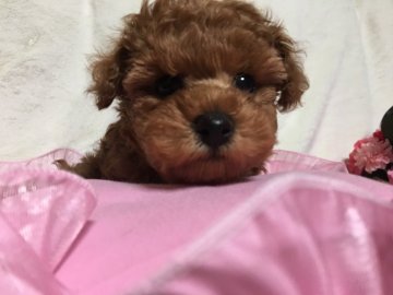 トイプードル(タイニー)【広島県・男の子・2018年2月12日・レッド】の写真「可愛い目に胸キュン」
