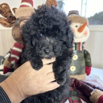 トイプードル(タイニー)【広島県・女の子・2023年10月15日・シルバー】の写真「整った顔立ち」