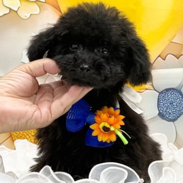 トイプードル(タイニー)【広島県・女の子・2023年11月13日・ブラック又はシルバー】の写真「マイクロティーカップ確定❤️お鼻短め足短め😊」