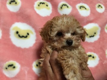 トイプードル(ティーカップ)【広島県・女の子・2016年1月16日・アプリコット】の写真「お鼻の短い毛量がある小さな女の子」