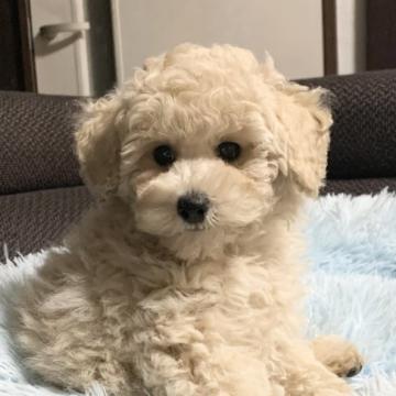 トイプードル(トイ)【広島県・男の子・2022年8月1日・クリーム】の写真「毛量あり大人しく抱っこ大好き」