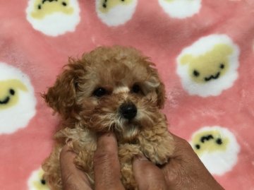 トイプードル(ティーカップ)【広島県・女の子・2016年1月16日・アプリコット】の写真「小さなコンパクトな体をした綺麗な子です」