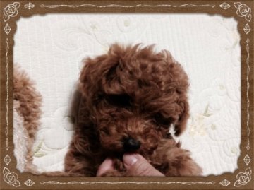 トイプードル(トイ)【広島県・男の子・2014年10月8日・レッド】の写真「プワプワのドワーフ可愛いボーイ」