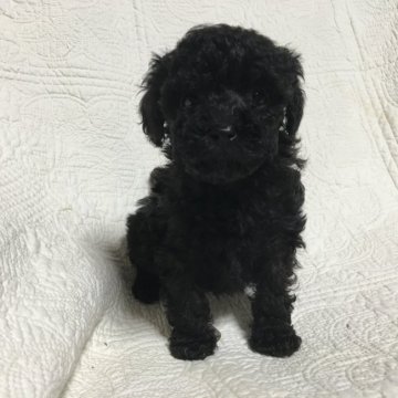 トイプードル(タイニー)【広島県・男の子・2016年3月13日・ブラック】の写真「ティーカップに近いタイニー」