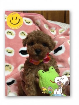 トイプードル(トイ)【広島県・女の子・2016年1月9日・レッド】の写真「人間大好きな物怖じしない可愛いキュートな子です」