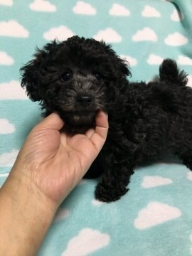 トイプードル(タイニー)【広島県・女の子・2018年11月12日・シルバー】の写真「私のパパはチャンピオン」