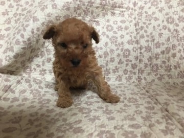 トイプードル(タイニー)【広島県・男の子・2017年1月19日・アプリコット】の写真「ティーカップに近いタイニー大人しい子です」