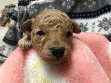 トイプードル(ティーカップ)【広島県・男の子・2017年1月10日・アプリコット】の写真「綺麗なアプリコット」