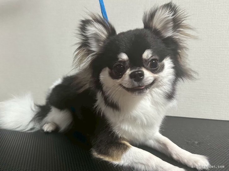 鈴木　純子(すずき　じゅんこ)ブリーダー(神奈川県・マルチーズなど・JKC/AID（仔犬に付随します）登録)の紹介写真3