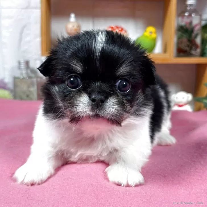 ID：2510-04782の子犬