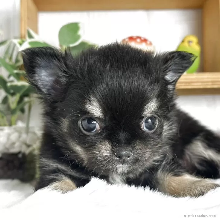 A 様のお迎えした子犬
