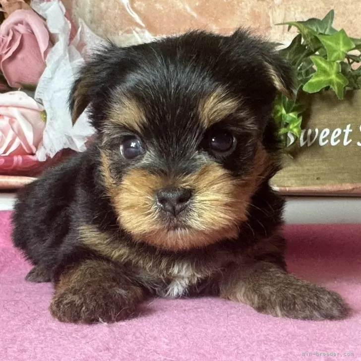 ID:2411-05758の子犬