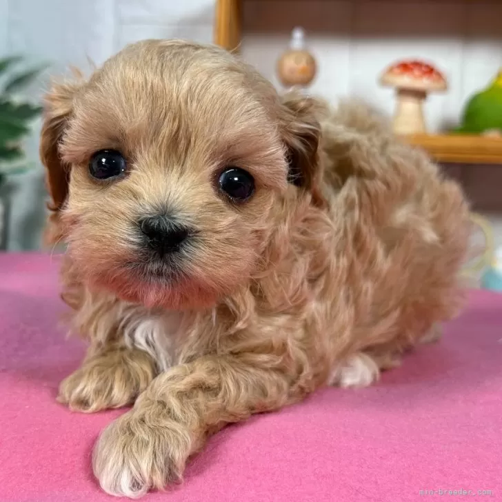 AKI 様のお迎えした子犬