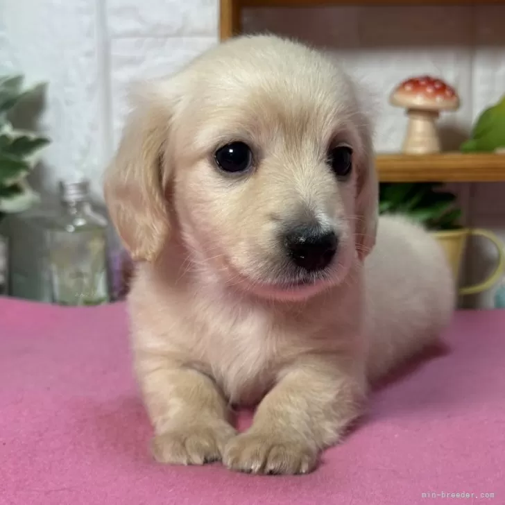 ID：2508-00504の子犬