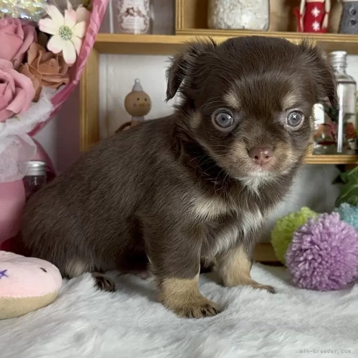 ID:2501-08306の子犬