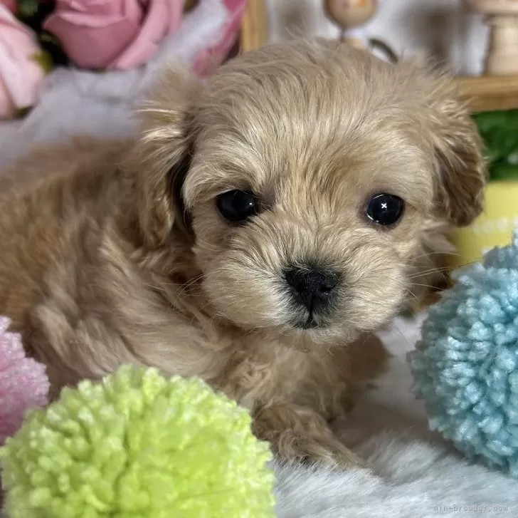 Y.M 様のお迎えした子犬