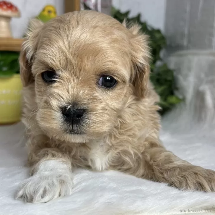 sana 様のお迎えした子犬