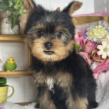 ヨークシャーテリア【神奈川県・男の子・2024年10月28日・スチールブルー&タン】の写真「甘えん坊くん」