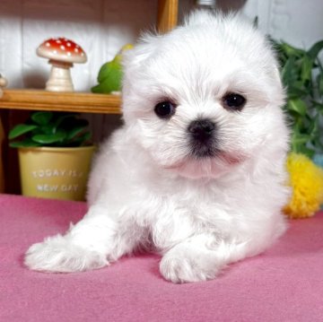 マルチーズ【神奈川県・男の子・2025年9月12日・ホワイト】の写真「可愛いおめめ」