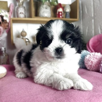 チワマル(チワワ×マルチーズ)【神奈川県・男の子・2025年2月10日・パーティーカラー】の写真「おっとり兄くん」