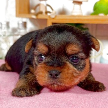 ヨークシャーテリア【神奈川県・男の子・2025年10月6日・スチールブルータン】の写真「可愛いお目目」