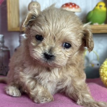 マルプー(マルチーズ×トイプードル)【神奈川県・女の子・2025年2月6日・アプリコット】の写真「こつぶーな　マルプー姫」