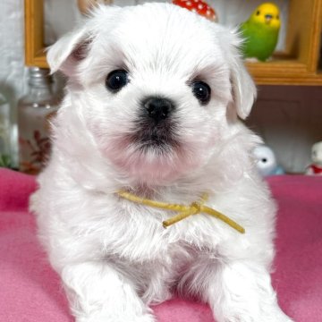 マルチーズ【神奈川県・男の子・2025年9月12日・ホワイト】の写真「可愛いおめめ」
