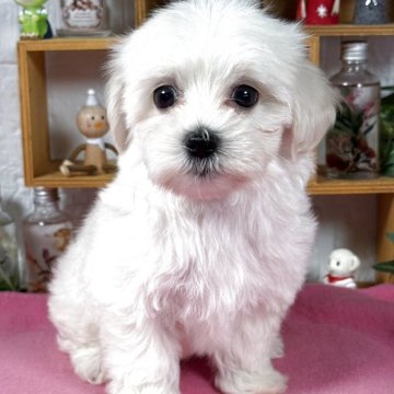 【神奈川県・男の子・2025年8月16日・クリーム】の写真「おっとりくん」